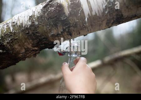 Entnommener birkensaft in einer Glasflasche. Stockfoto