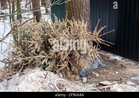 Verlassene weihnachtsbaum in der Nähe eines Abfallbehälters, Nahaufnahme im Freien Stockfoto