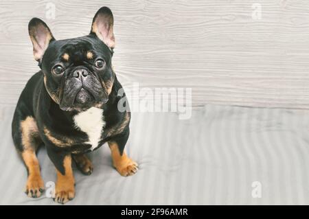 Porträt eines Hundes der Rasse Französisch Bulldog auf einem grauen Hintergrund. Für Text platzieren Stockfoto