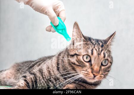 Behandlung einer Katze aus Zecken, Flöhen, Widerristparasiten mit Tropfen in Nahaufnahme. Mann in Handschuhen hält Medikamente. Stockfoto