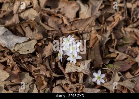 Nahaufnahme einer Gruppe von scharflappigen Hepatica-Wildblumen (Anemon acutiloba) Im Frühjahr in ihrem heimischen Waldgebiet ungestört wachsen Stockfoto