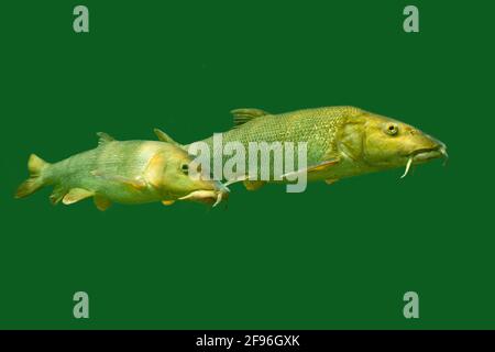 Barbel, Barbus Barbus, Traun in Österreich Stockfoto