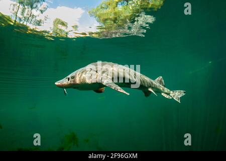 Europäischer Stör oder Beluga-Stör, Huso Huso Stockfotografie - Alamy