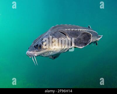 Europäischer Stör oder Beluga-Stör, Huso Huso Stockfotografie - Alamy