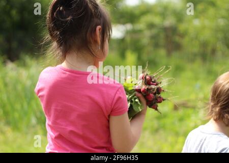 Kleine Mädchen Vorschulkinder pflücken Radieschen im Garten Stockfoto