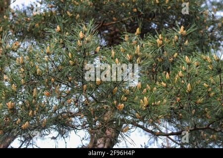Nahaufnahme von blühenden Kiefernknospen. Stockfoto