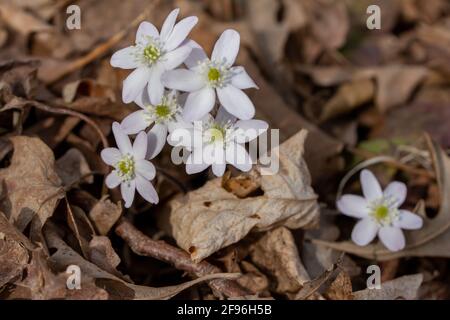 Nahaufnahme einer Gruppe von scharflappigen Hepatica-Wildblumen (Anemon acutiloba) Im Frühjahr in ihrem heimischen Waldgebiet ungestört wachsen Stockfoto