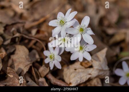 Nahaufnahme einer Gruppe von scharflappigen Hepatica-Wildblumen (Anemon acutiloba) Im Frühjahr in ihrem heimischen Waldgebiet ungestört wachsen Stockfoto