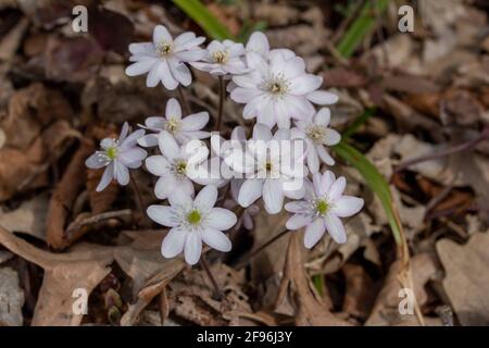 Nahaufnahme einer Gruppe von scharflappigen Hepatica-Wildblumen (Anemon acutiloba) Im Frühjahr in ihrem heimischen Waldgebiet ungestört wachsen Stockfoto