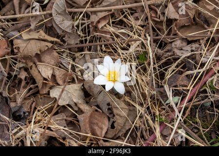 Nahaufnahme einer Gruppe von scharflappigen Hepatica-Wildblumen (Anemon acutiloba) Im Frühjahr in ihrem heimischen Waldgebiet ungestört wachsen Stockfoto