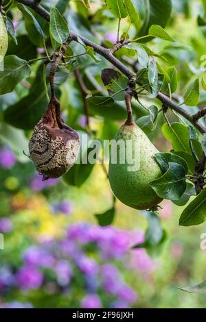 Kontrastbild, frische und verfaulte Birne auf dem Baum Stockfoto