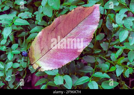 Heidelbeere, Vaccinium myrtillus, Blatt Stockfoto