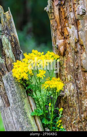 Blühendes Ragwürz oder Ragwürz (Senecio jacobaea), giftige Pflanze Stockfoto