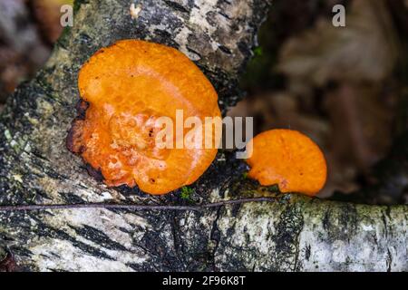 Nördlicher Zinnoberschwamm (Pycnoporus cinnabarinus) oder Vermilion Tramete Stockfoto