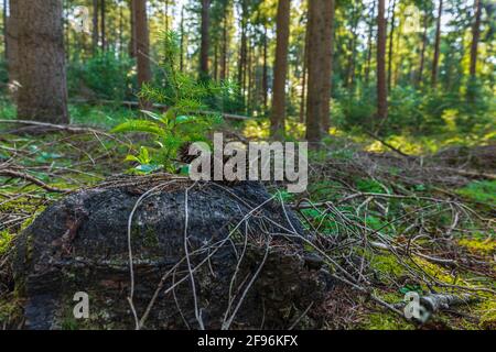 Junge Schotten Kiefer, Pinus sylvestris, Nahaufnahme Stockfoto