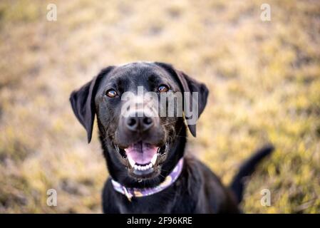 Schwarzes Labrador Retriever Portrait, draußen in einem Park. Stockfoto