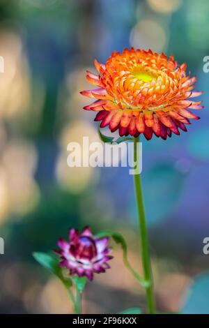 Strohblumen Helichrysum Moreska, close-up Stockfoto