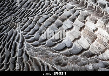 Kaisergänse (Chen canagica) mit abstraktem Muster gefiederter Federn auf Flügeln. Schwarz-weiß gemustert. Stockfoto