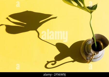 Monstera Blatt in Messingkrug mit Sonnenlicht und hartem Schatten auf gelbem Papier Hintergrund. Sommerkonzept mit Palmenblatt. Speicherplatz kopieren. Flach liegend. Stockfoto