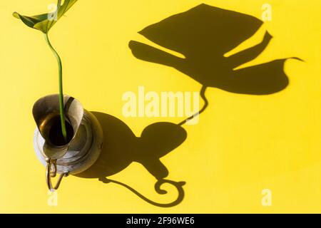 Monstera Blatt in Messingkrug mit Sonnenlicht und hartem Schatten auf gelbem Papier Hintergrund. Sommerkonzept mit Palmenblatt. Speicherplatz kopieren. Flach liegend. Stockfoto