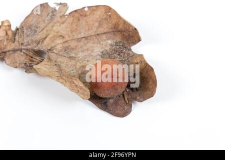 Eichen-Apfel oder Eichengalle auf einem gefallenen trockenen Blatt in einem Wald im Frühling isoliert auf weißem Hintergrund gefunden. Bauminfektion. Nahaufnahme. Stockfoto