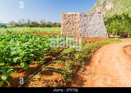 Tabakfeld und Trockenhaus in der Nähe von Vinales, Kuba Stockfoto