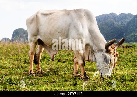 Zebu auf den Feldern des Vinales-Tals, Kuba Stockfoto