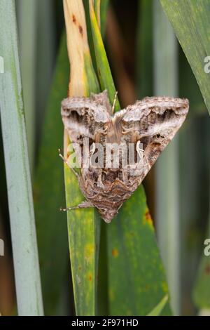 Die Silver Y (Autographa gamma) ist eine Zugmotte der Familie Noctuidae. Raupen dieser Eulentauchfalter sind Schädlinge von mehr als 200 verschiedenen Arten Stockfoto