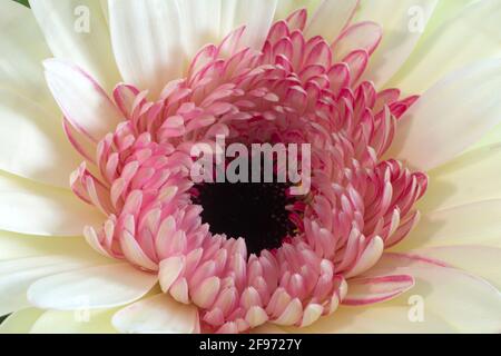 WA19456-00...WASHINGTON - Gerberas in voller Blüte. Stockfoto