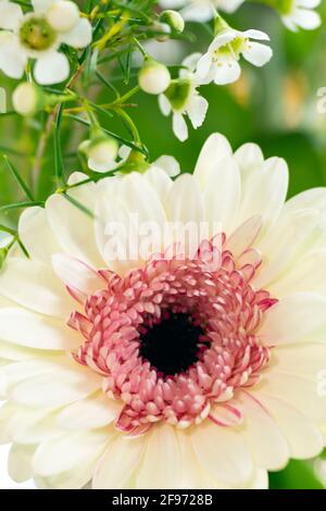 WA19458-00...WASHINGTON - Gerbera in voller Blüte kleine weiße Blumen, die das Blumenarrangement füllen. Stockfoto