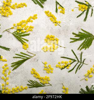 Muster mit Frühling Mimosa Fehler flach legen auf hellen Hintergrund Stockfoto