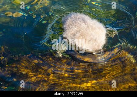 Schleswig-Holstein, Travemünde. Schwanenküken an der Ostsee. Kopf unter Wasser. Stockfoto