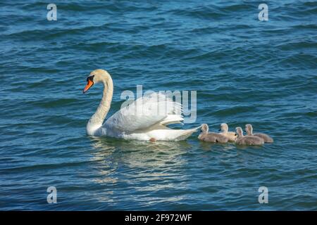 Flauschige Küken vom stummen Schwan mit ihrer Mutter Die Ostsee Stockfoto