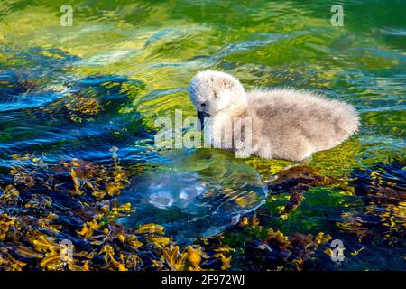 Schleswig-Holstein, Travemünde. Schwanenbaby an der Ostsee. Erster Kontakt mit einer Qualle Stockfoto