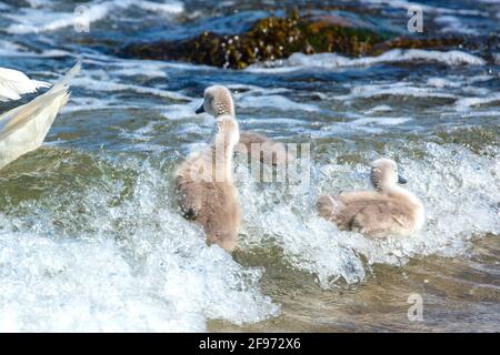 Schleswig-Holstein, Travemünde. Schwanenküken an der Ostsee. Stockfoto