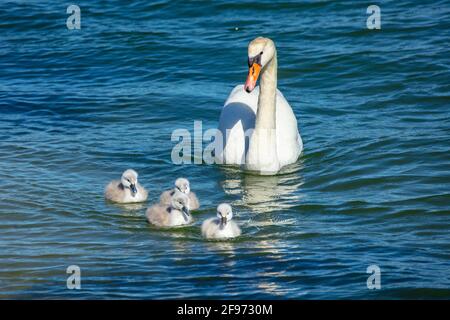 Flauschige Küken vom stummen Schwan mit ihrer Mutter Die Ostsee Stockfoto