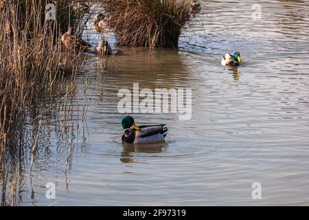 Ansicht von Stockenten in der Lagune von Marano, Naturschutzgebiet Valle Canal Novo Stockfoto