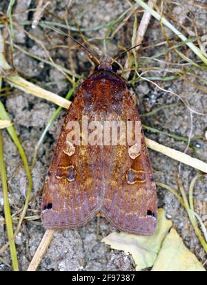 Der große gelbe Unterflügel (Noctua pronuba) ist eine Motte aus der Familie der Eulentfalter Noctuidae. Raupen dieser Art sind Schädlinge der meisten Kulturen. Stockfoto