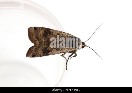 Männchen der große gelbe Unterflügel (Noctua pronuba) ist eine Motte aus der Familie der Eulentfalter Noctuidae. Raupen dieser Art sind Schädlinge der meisten Kulturen Stockfoto