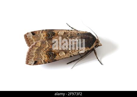 Männchen der große gelbe Unterflügel (Noctua pronuba) ist eine Motte aus der Familie der Eulentfalter Noctuidae. Raupen dieser Art sind Schädlinge der meisten Kulturen Stockfoto