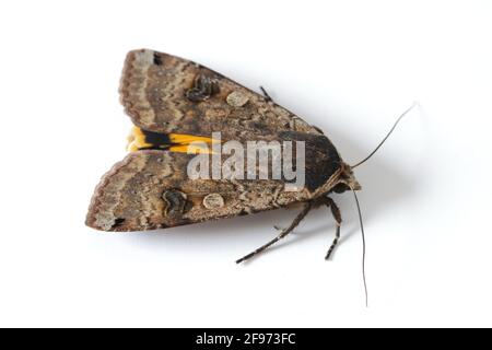 Männchen der große gelbe Unterflügel (Noctua pronuba) ist eine Motte aus der Familie der Eulentfalter Noctuidae. Raupen dieser Art sind Schädlinge der meisten Kulturen Stockfoto