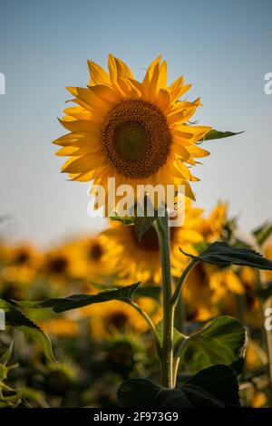 Sonnenblume Stockfoto