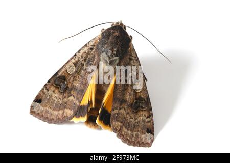 Männchen der große gelbe Unterflügel (Noctua pronuba) ist eine Motte aus der Familie der Eulentfalter Noctuidae. Raupen dieser Art sind Schädlinge der meisten Kulturen Stockfoto