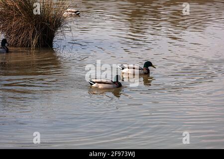 Ansicht von Stockenten in der Lagune von Marano, Naturschutzgebiet Valle Canal Novo Stockfoto