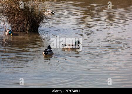 Ansicht von Stockenten in der Lagune von Marano, Naturschutzgebiet Valle Canal Novo Stockfoto