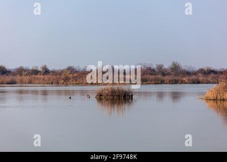 Ansicht von Stockenten in der Lagune von Marano, Naturschutzgebiet Valle Canal Novo Stockfoto