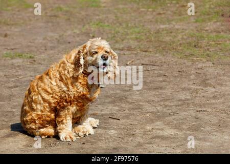 Ein englischer Cocker Spaniel Hund mit welligem rotem Haar sitzt auf einem irdenen Rasen und schielt in der hellen Frühlingssonne. Stockfoto