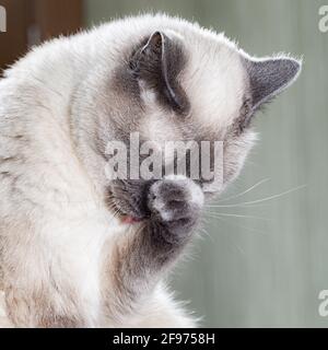 Porträt einer thailändischen Katze, die beim Waschen lustig auf die Brust gepresste Pfote drückt. Die Haltung der Katze ist wie eine Entschuldigung Stockfoto