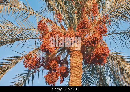 Palme mit reifen Datteln am blauen Himmel Stockfoto