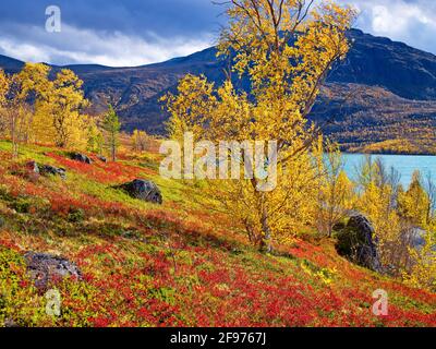 Europa, Norwegen, Oppland, Lom, Nationalpark Jotunheimen, Herbstlandschaft am See Övre Sjodalsvatn, Birken in Herbstblättern, Heidelbeersträucher, Preiselbeeren Stockfoto